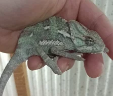 Chameleon jemenský (Chamaeleo calyptratus)