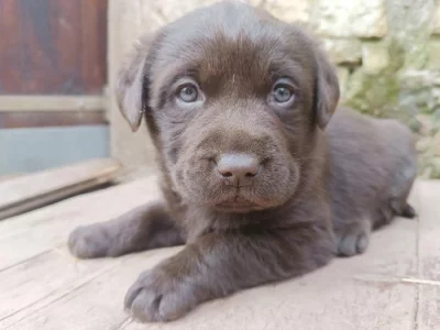 Labrador