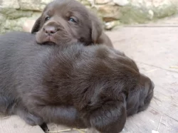 Labrador