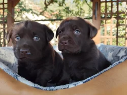 Labrador