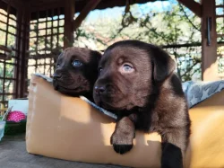 Labrador