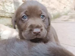 Labrador