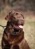 Labrador