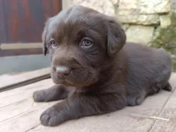 Labrador