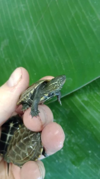 Želva trojkýlná (Mauremys reevesii) vlastní odchov