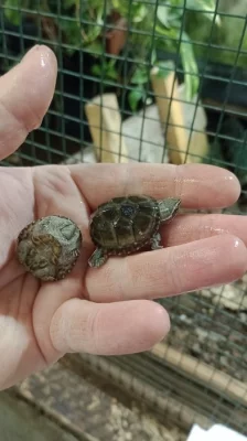 Klapavka obecná (Sternotherus odoratus)