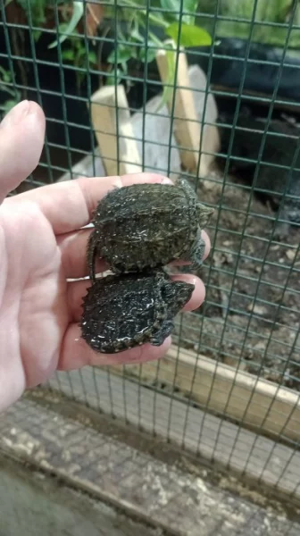 Kajmanka dravá (Chelydra serpentina)