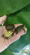Želva čínská (Mauremys sinensis) vlastní odchov
