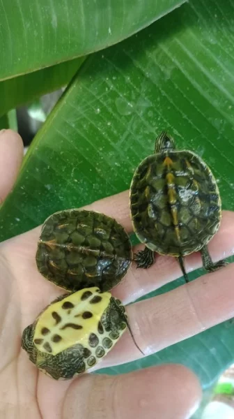Želva čínská (Mauremys sinensis) vlastní odchov