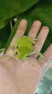 Rosnice siná (Litoria caerulea)
