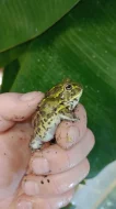 Hrabatka drsná (Pyxicephalus adspersus)