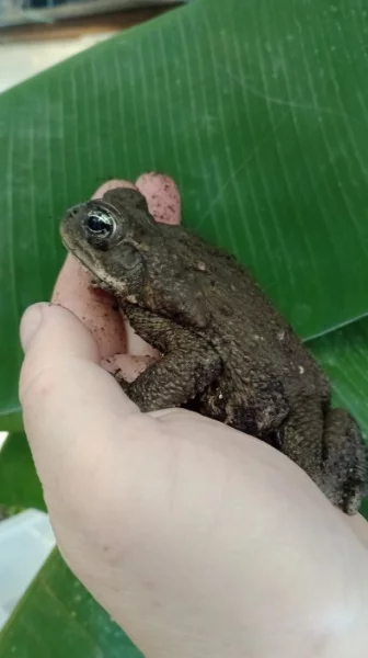 Ropucha obrovská (Rhinella marina)