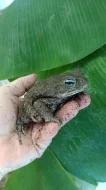 Ropucha obrovská (Rhinella marina)