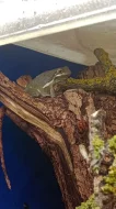 Rosnička karolínská (Hyla cinerea)