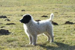 Rumunský ovčák - Bucovina (Ciobănesc Românesc de Bucovina)