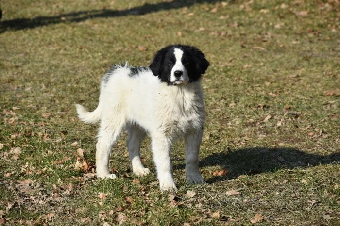 Rumunský ovčák - Bucovina (Ciobănesc Românesc de Bucovina)