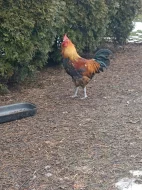 Prodám kohouta - zlatá česká kropenka