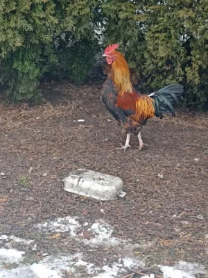 Prodám kohouta - zlatá česká kropenka