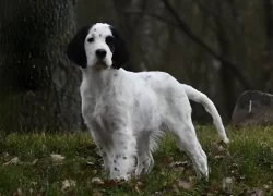 Anglický setr