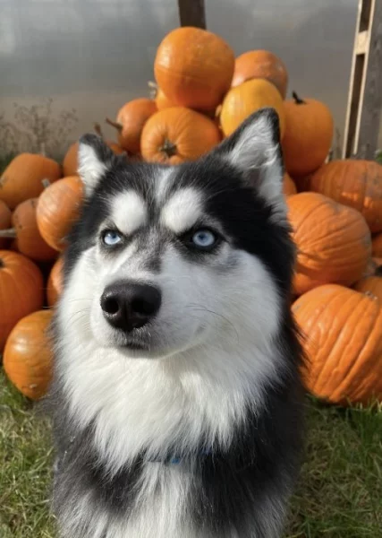 POMSKY - čistokrevný s rodokmenem, dovoz Německo