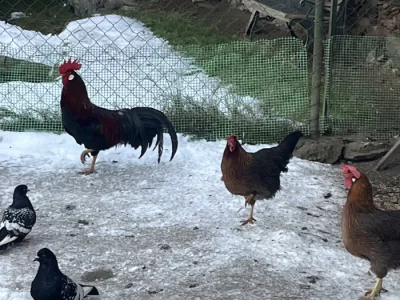 Násadova vajíčka vlaska koroptví