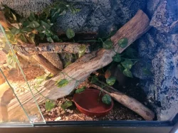 Užovka domácí Boaedon fuliginosus