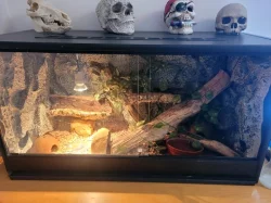 Užovka domácí Boaedon fuliginosus
