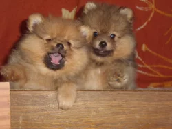 Tedík hledá Parťačku