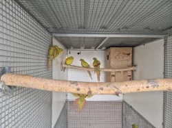 Rosela penant, papoušek horský dilute