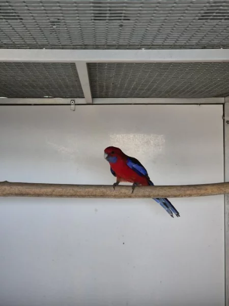 Rosela penant, papoušek horský dilute