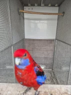 Rosela penant, papoušek horský dilute