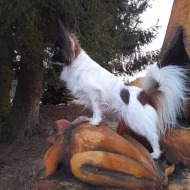 Papillon s PP