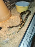 Krajta - Leopard Yellow Belly 50% Het PIED
