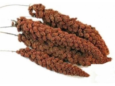 SENEGALSKÉ PROSO