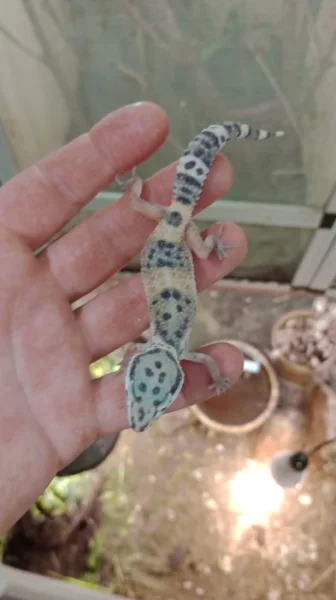 Gekončík noční (Eublepharis macularius)