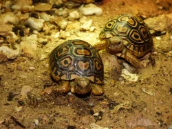 Želva pardálí (Stigmochelys pardalis)