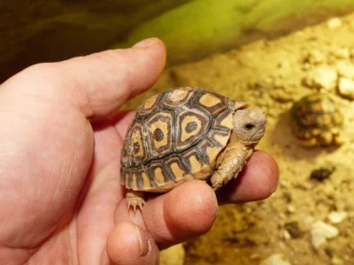 Želva pardálí (Stigmochelys pardalis)