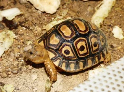 Želva pardálí (Stigmochelys pardalis)