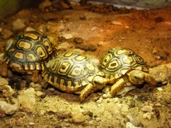 Želva pardálí (Stigmochelys pardalis)