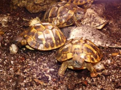 Želva zelenavá (Testudo hermanni)