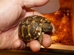 Želva zelenavá (Testudo hermanni)
