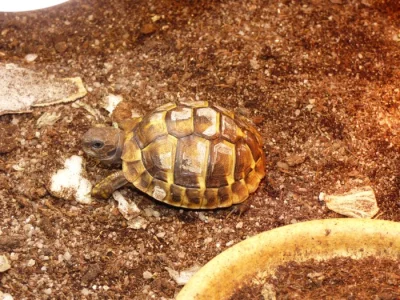 Želva zelenavá (Testudo hermanni)