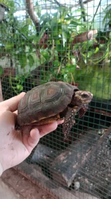 Želva uhlířská (Chelonoidis carbonaria)