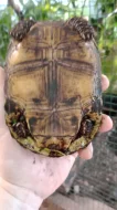 Želva uhlířská (Chelonoidis carbonaria)