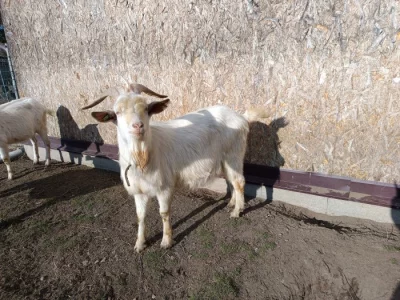 Prodej bílého kozla