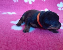Beauceron štěně s PP