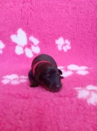 Beauceron štěně s PP