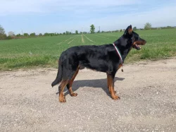 Beauceron štěně s PP
