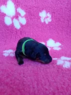 Beauceron štěně s PP