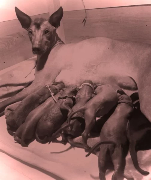 Mexický naháč Standart(Xoloitzcuintli)